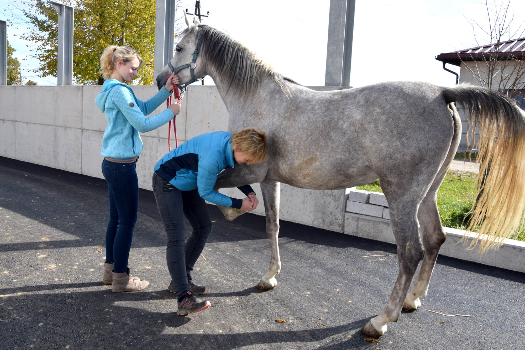 Tierärztin Dr. Sabine Täubel bei der Ankaufsuntersuchung am Pferd