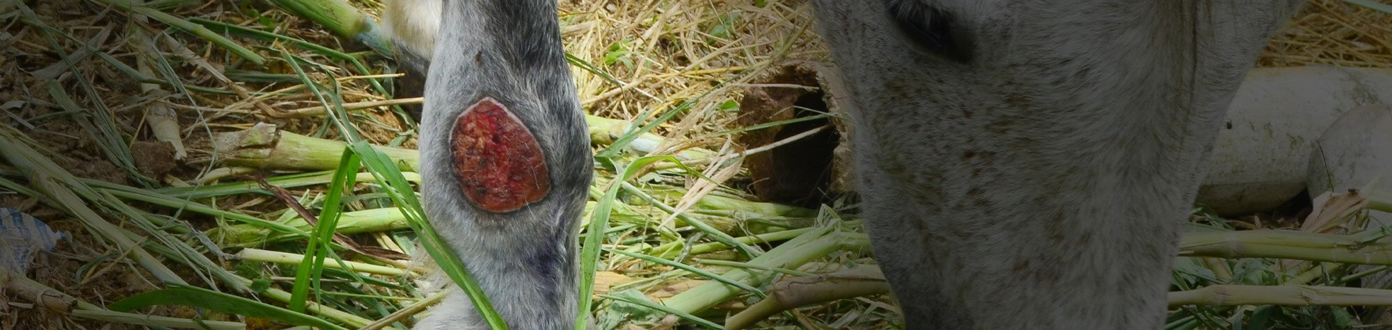 Ultraschallgestützte Wundtherapie