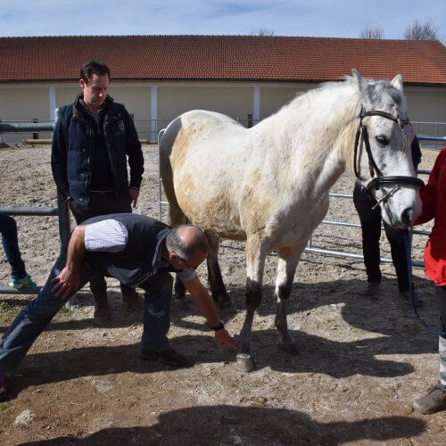 Pferde-Fortbildung mit Dr. Jean-Marie Denoix