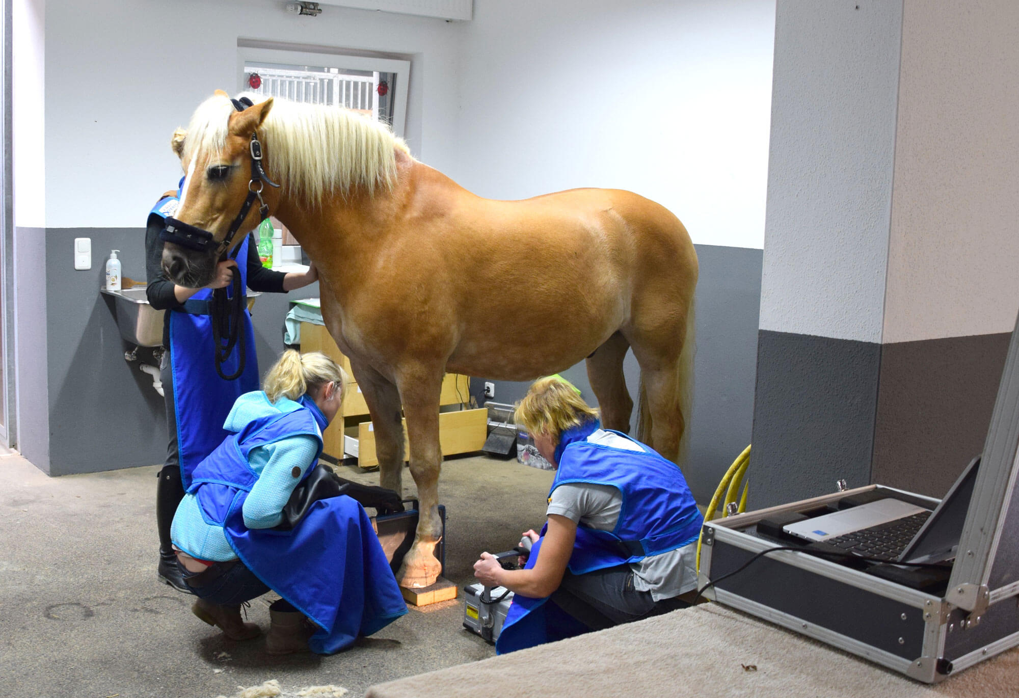 Tierärztin Dr. Sabine Täubel beim Röntgen eines Pferdes