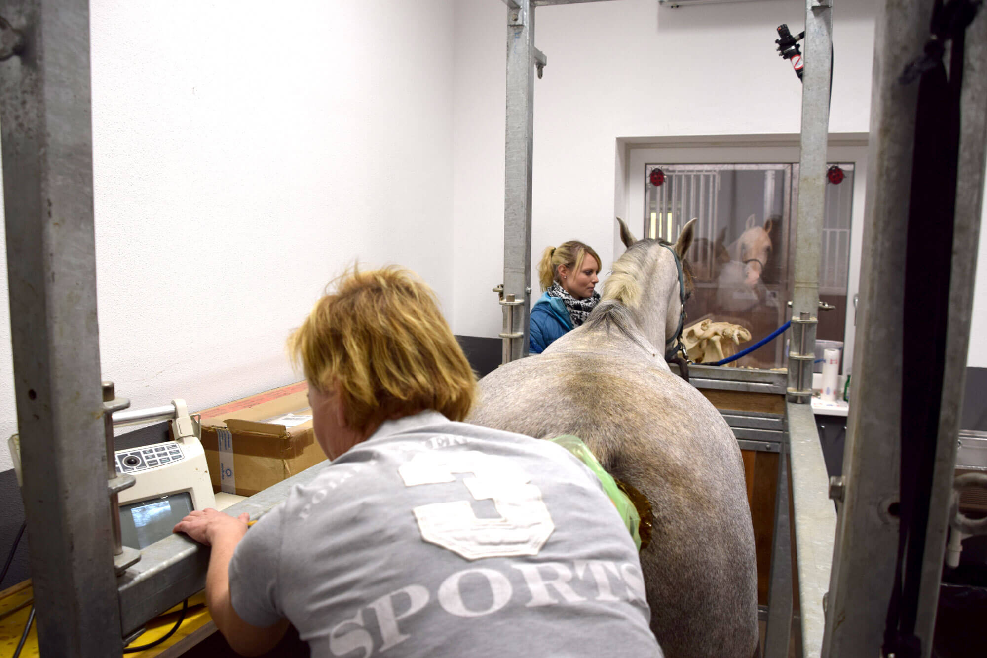 Tierärztin Dr. Sabine Täubel beim Ultraschall eines Pferdes